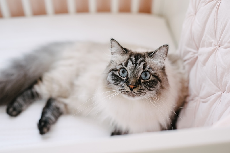 beautiful Persian cat sits in newborn crib during family newborn session