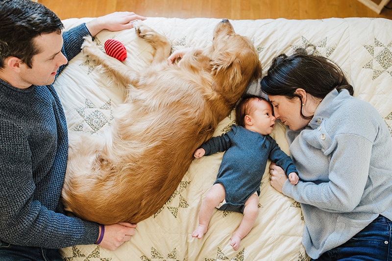 new parents lay with newborn son and golden retriever on a bed