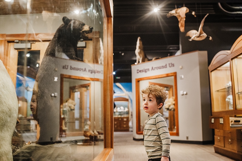 toddler boy is enamored in the natural history room at the Museum of Science